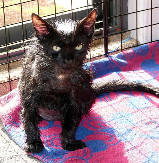 black kitten, wet, green eyes, black cat