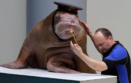 train-conductor-blow-wistle