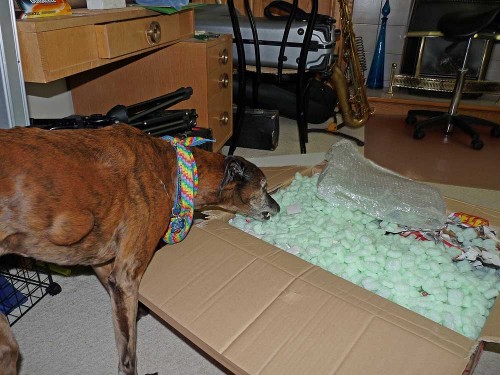 Senile-Dog-&-Styrofoam-Pean