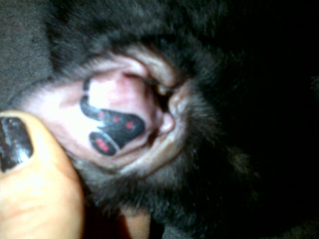 My Kitten’s Saxophone Tattoo
