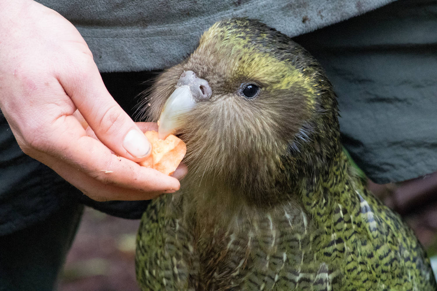 kakapo soft toy